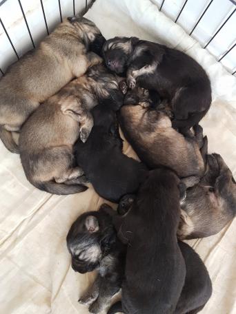 German Shepherd Dogs Puppies Rehome Buy And Sell In