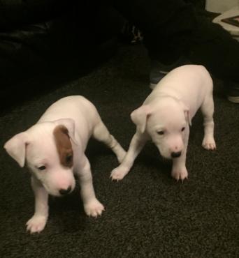 Jack Russell Terrier Dogs Puppies Rehome Buy And Sell In