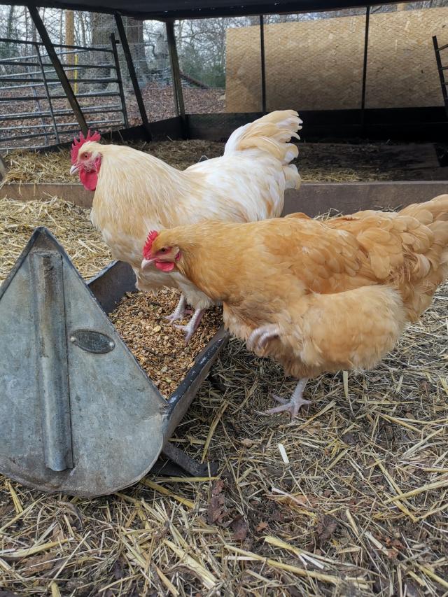 buff Orpington eggs For Sale in Eastleigh, Hampshire Preloved