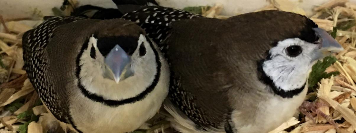 Bicheno owl finches For Sale in Burslem, Staffs | Preloved