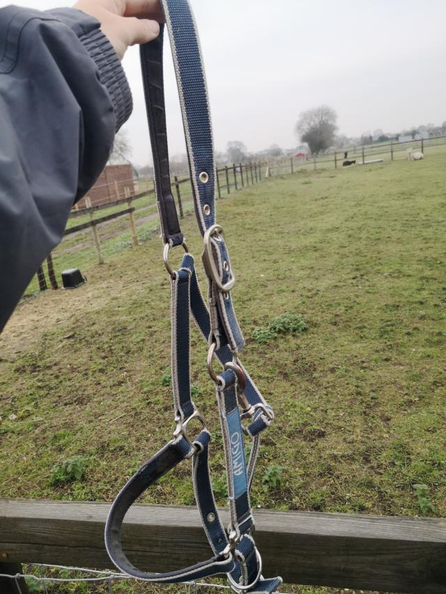 Horse stuff for sale For Sale in Worlington, Suffolk Preloved