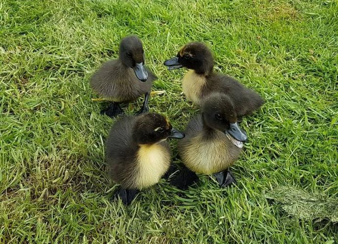 Cayuga ducklings For Sale in West Sleekburn, Nrthumberland | Preloved