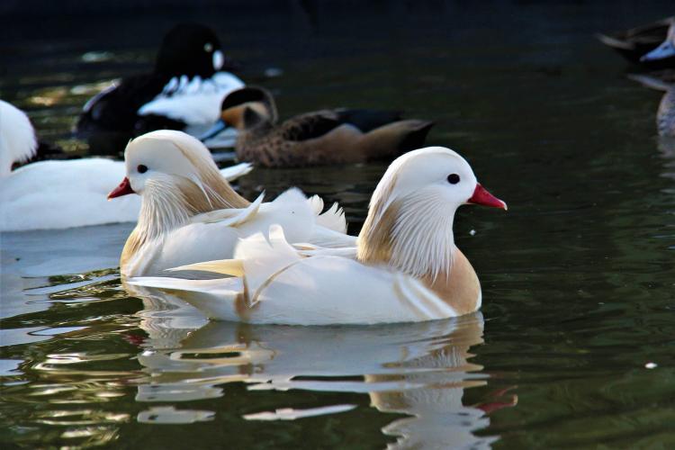 Silver Mandarin ducks For Sale in Spalding, Lincolnshire Preloved