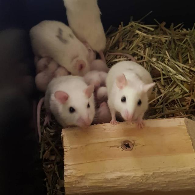 Multimammate "African soft furred rats" For Sale in Newark, Nottinghamshire Preloved