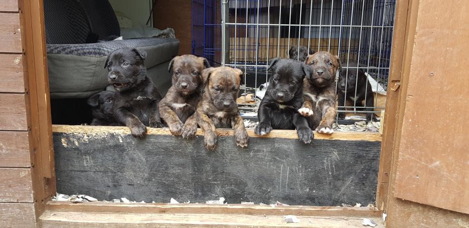 Bull herder puppies For Sale in Enfield, Middlesex | Preloved