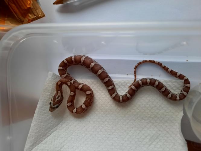 corn snake hatchlings For Sale in Melton Mowbray, Leicestershire Preloved