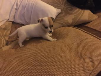 Jack Russel Dogs Puppies Rehome Buy And Sell In Cleethorpes