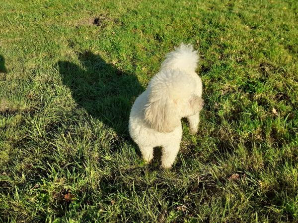 Image 7 of Miniature poodle Fully Health Tested
