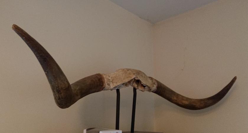 Giant Horns Taxidermy