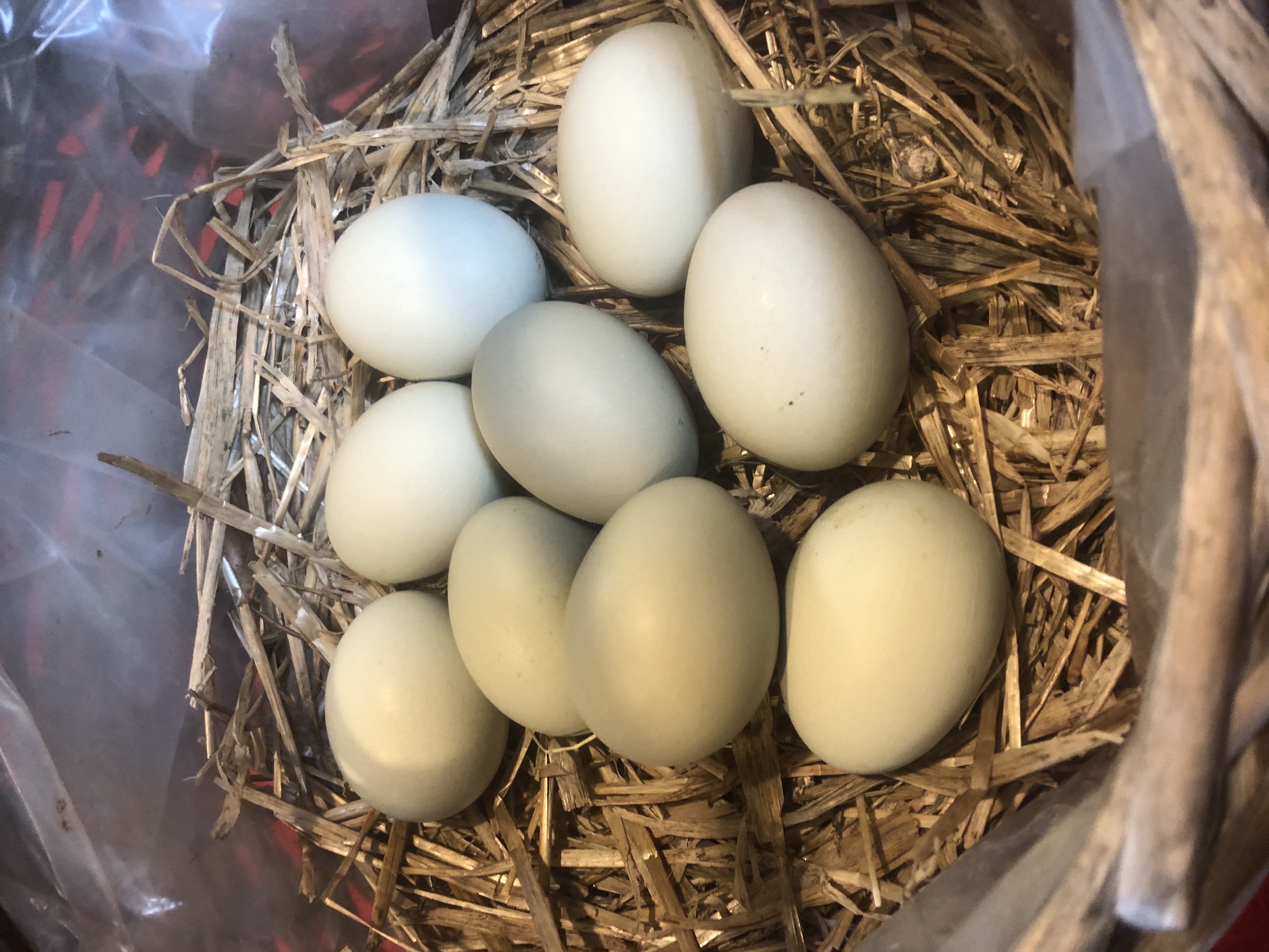 amazon hatching eggs