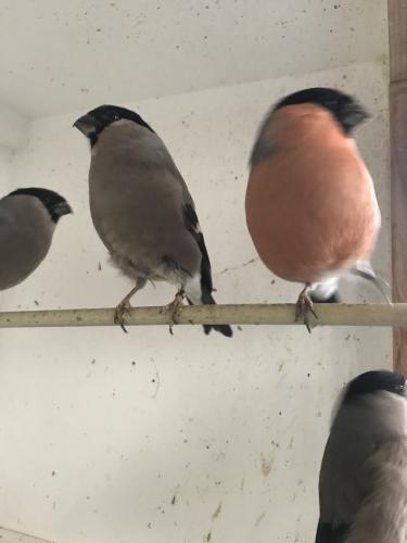 Siberian Bullfinches for sale For Sale in Derby, Derbyshire | Preloved