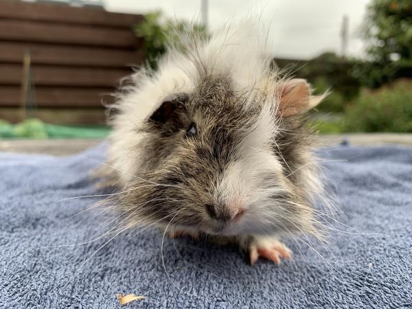 Long Haired Punky Female Guinea Pig For Sale In St Austell