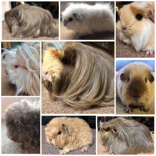 Two Baby Long Hair Boys Available And Some Young Boars For Sale In