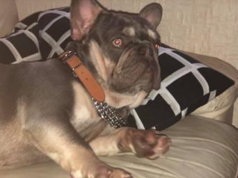 French Bulldog Local Clifieds In Coventry Preloved French Bulldog Local Clifieds In
