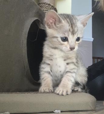 Cats & Kittens, For Sale in Bristol | Preloved