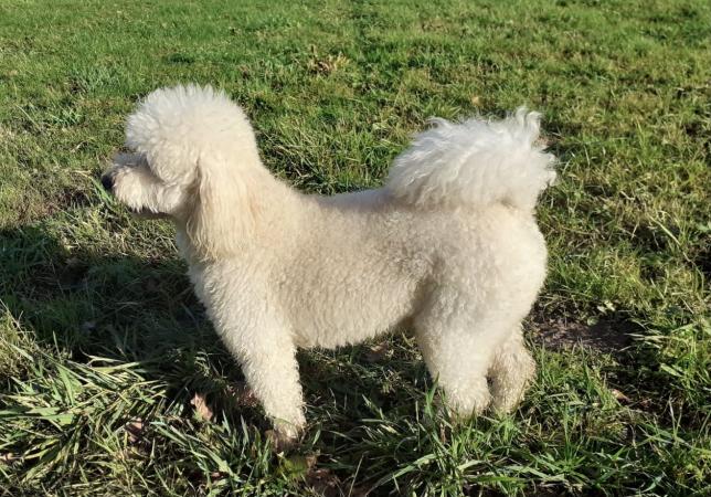 Image 9 of Miniature poodle Fully Health Tested