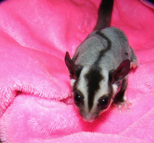 1 male sugar glider For Sale in Walsall, West Midlands | Preloved