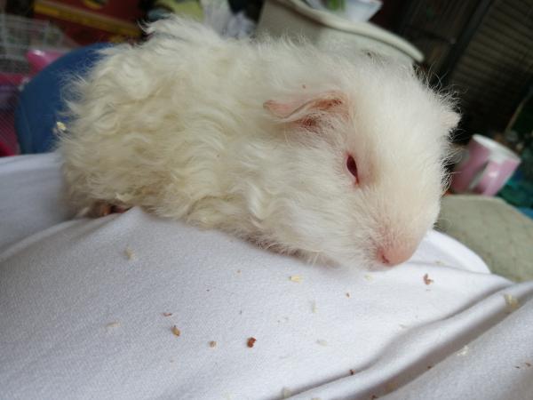 8 Week Old Guinea Pigs For Sale In Belvedere Kent Preloved