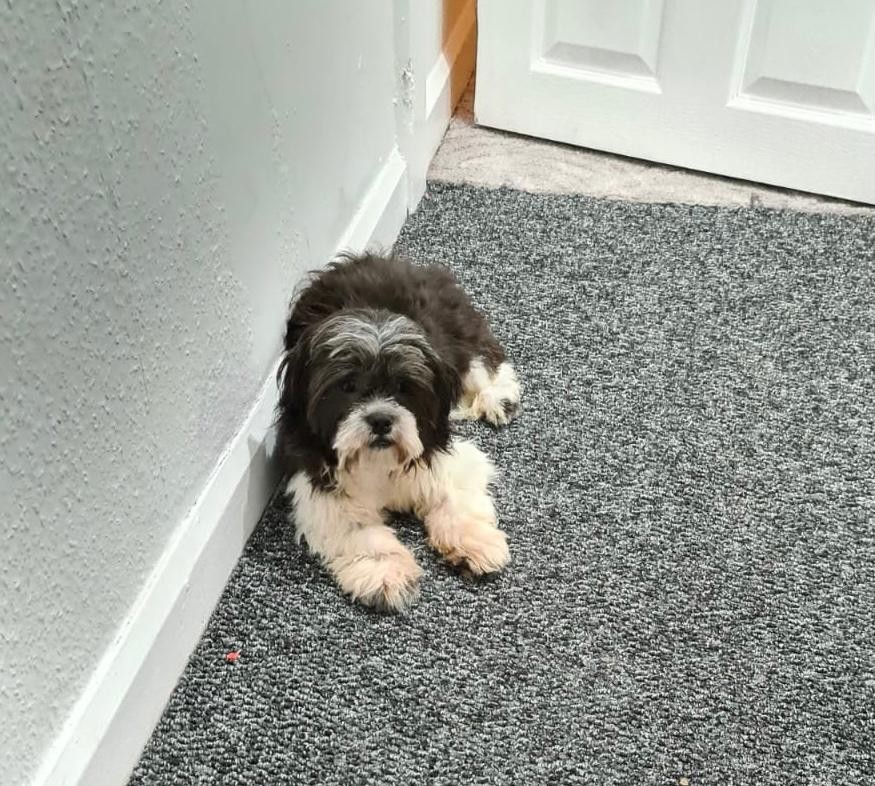 preloved flat coated retrievers