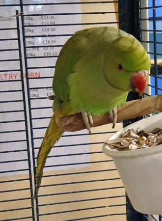 Female Green Indian Ringneck Parakeets available now For Sale in