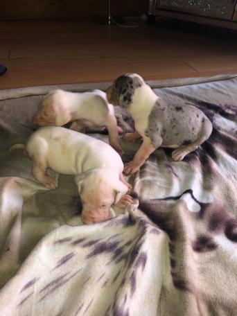 Second Hand Dog Kennels Kennels Catteries Advertise And Browse Preloved