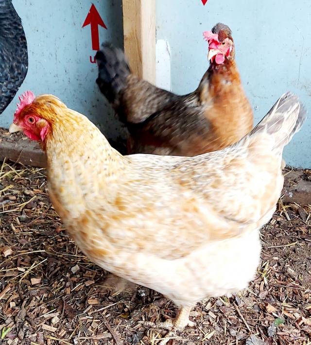 Coloured egg laying chickens For Sale in Rainham, Kent Preloved