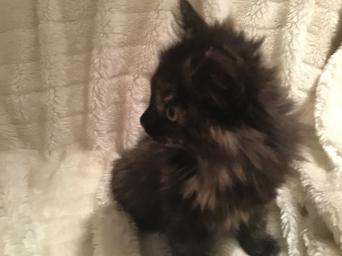 Kittens Cats Kittens Rehome Buy And Sell In Poynton Cheshire