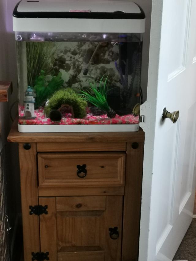 complete cold water fish tank set up For Sale in Dorset, Holt Preloved