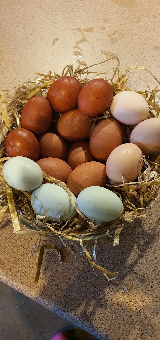 Fertile Hatching Eggs For Sale in Stocktonontees, Durham Preloved