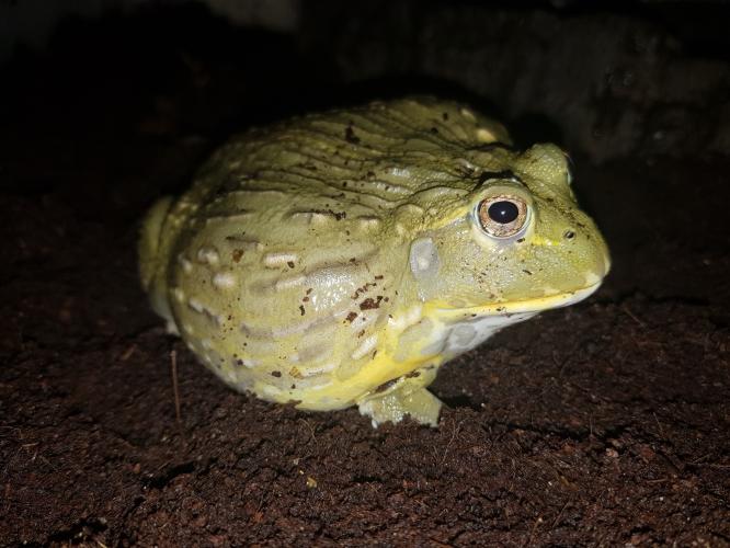 giant african bull frog For Sale in Telford, Shropshire Preloved