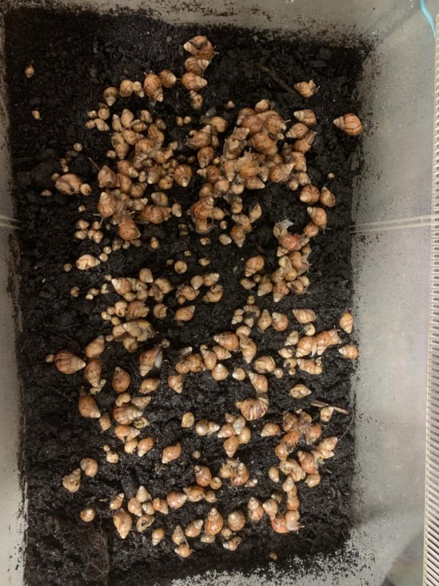 Baby Giant African Land Snails For Sale in Irlam, Manchester Preloved