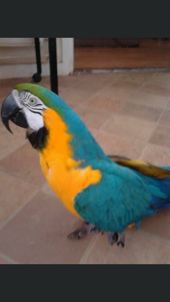 Do You Have Problem Pet Parrots Service In Birmingham West Midlands 