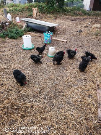 Chicken Coops And Runs Local Classifieds For Sale In Blackburn