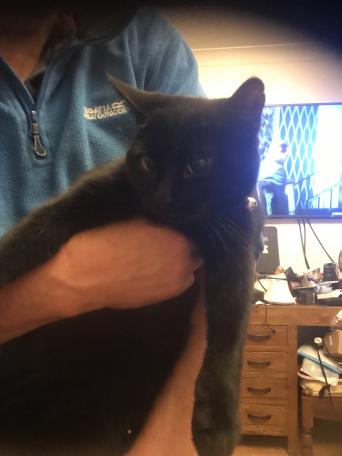 Russian Blue Kittens Cats Kittens For Sale Preloved