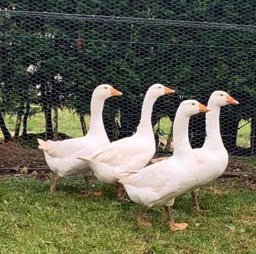 Full Smooth Sebastopol Geese Gander and goose for sale For Sale in ...