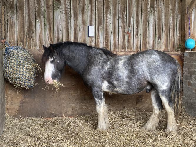 Traditional blagdon gypsy cob colt For Sale in Bideford, Devon Preloved