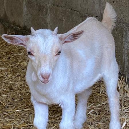 Pygmy goat billy 12 weeks old For Sale in Tiptree, Essex | Preloved