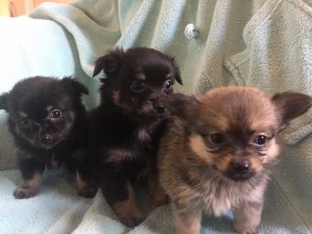 Long Haired Chihuahua Dogs Puppies Rehome Buy And Sell In
