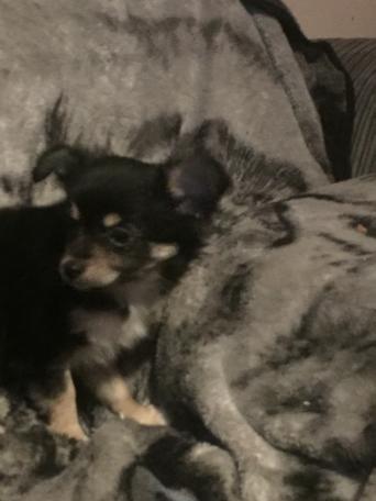 Puppies Dogs Puppies For Sale In Thorne South Yorkshire