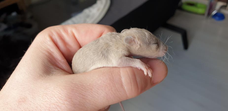 Image 15 of Tame Young/baby rats for sale (guaranteed tame)