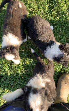 Traditional border collie puppies For Sale in Lancaster ...