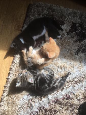 Beautiful Friendly Maincoon X Persian Shorthair Kitten 6 Wks For