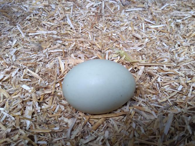 Silver Miniature Appleyard Fertile Duck Eggs For Sale in Newark