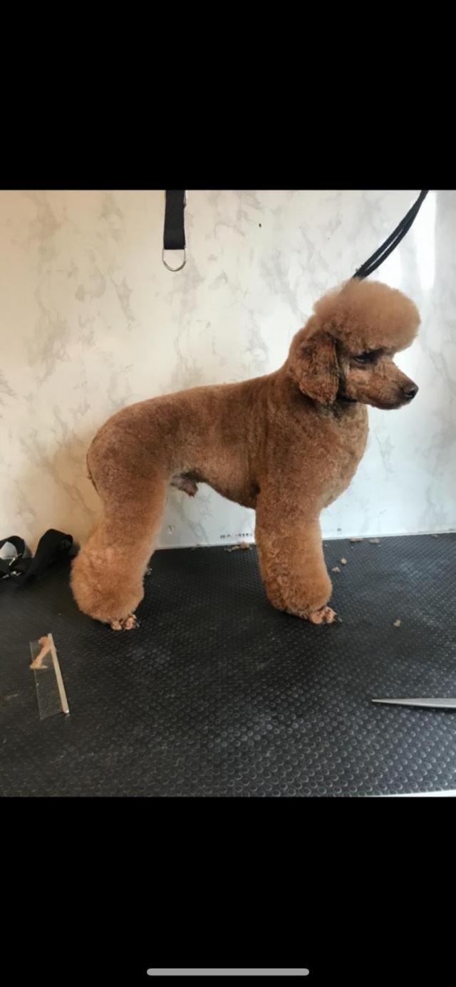 Preview of the first image of Kc registered Red Toy poodle stud.