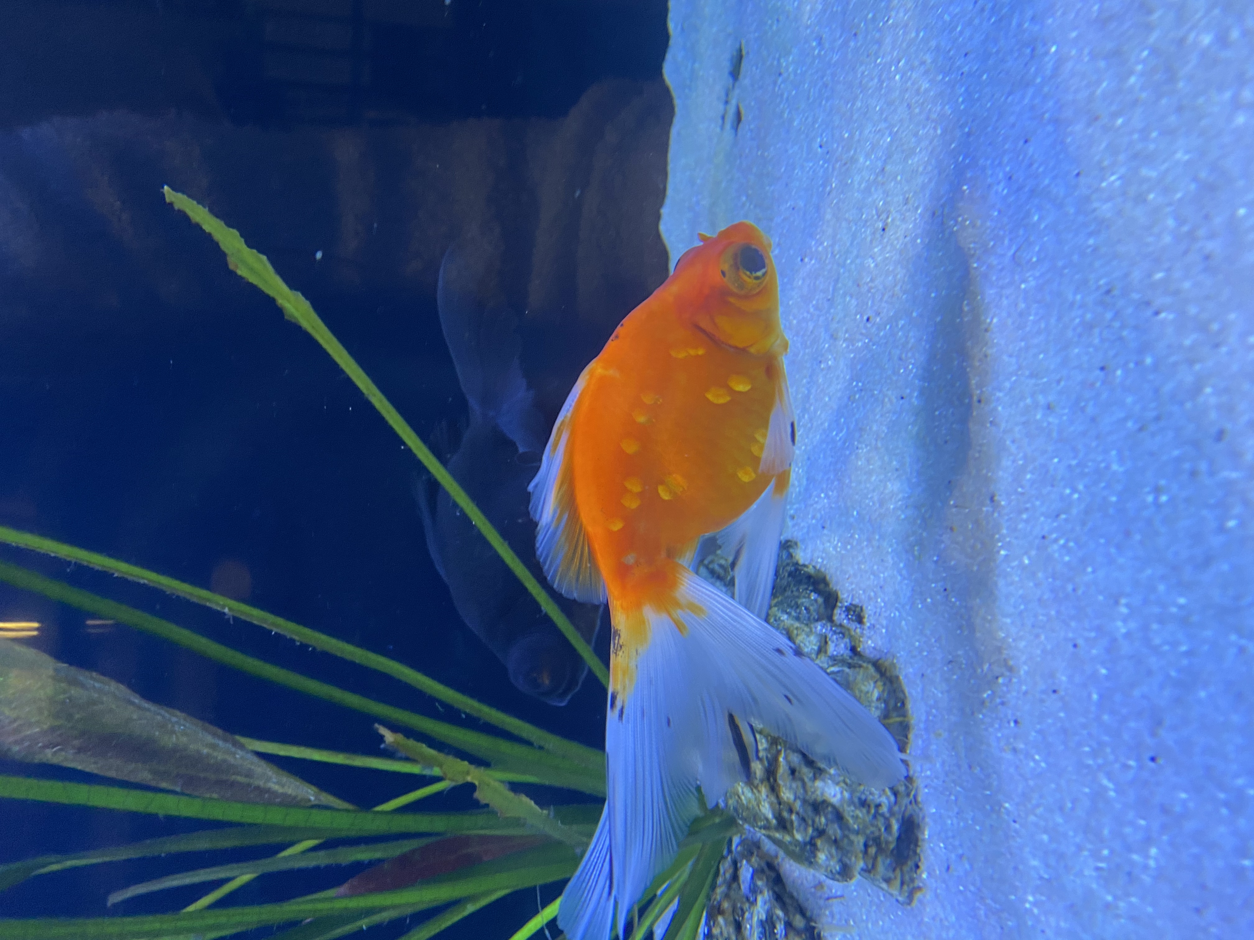 where to buy butterfly telescope goldfish in stores