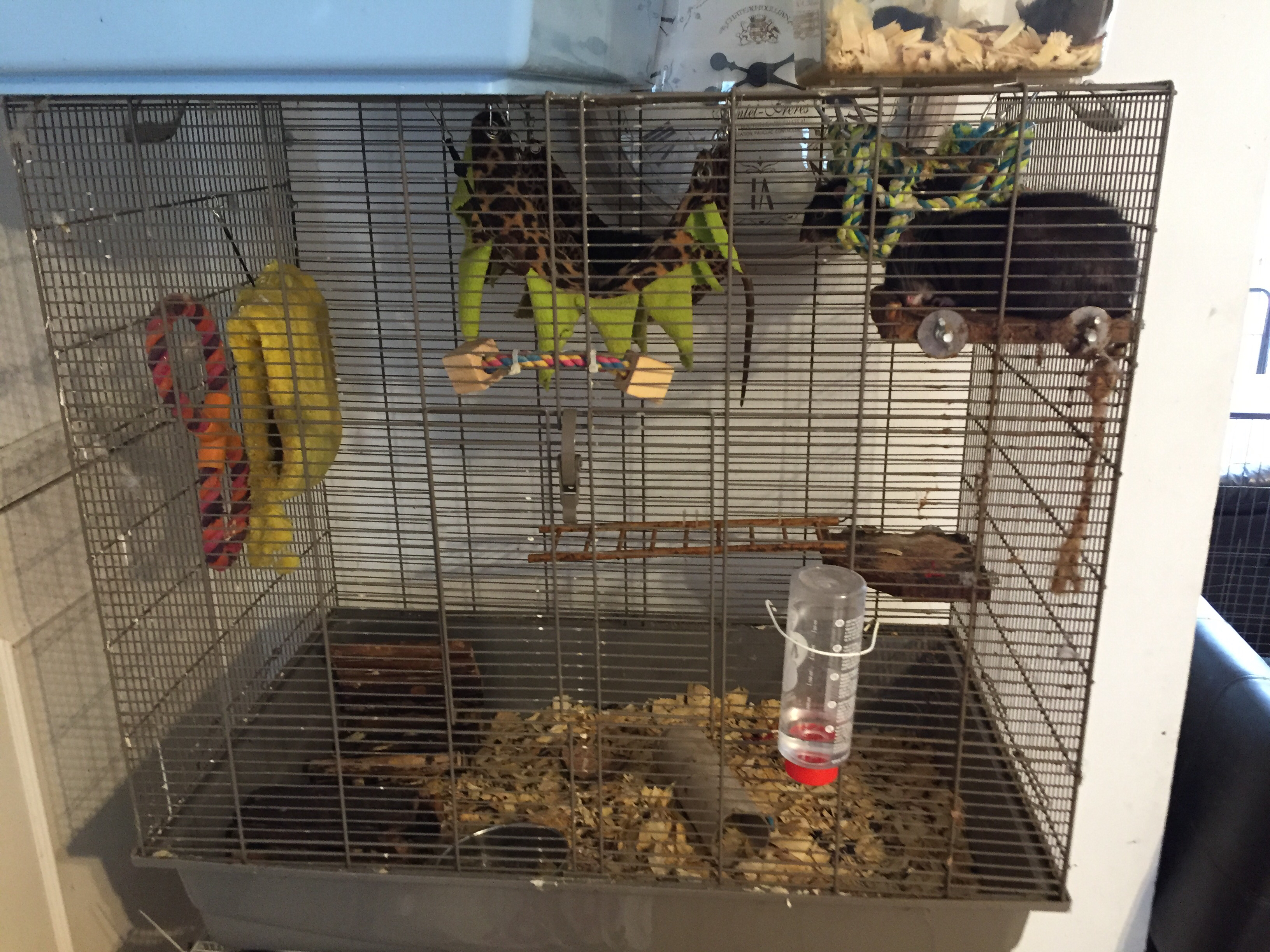 second hand rat cage