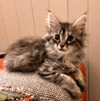 Kitten Maine Coon Cats Kittens Rehome Buy And Sell In
