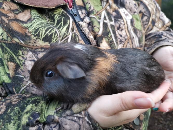 male guinea pigs For Sale in Ellistown, Leicestershire Preloved