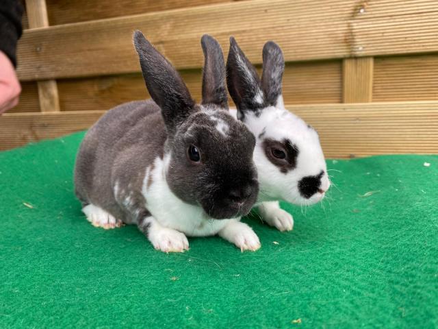 Broken Mini Rex 10 weeks old ready now For Sale in Dukinfield, Cheshire ...