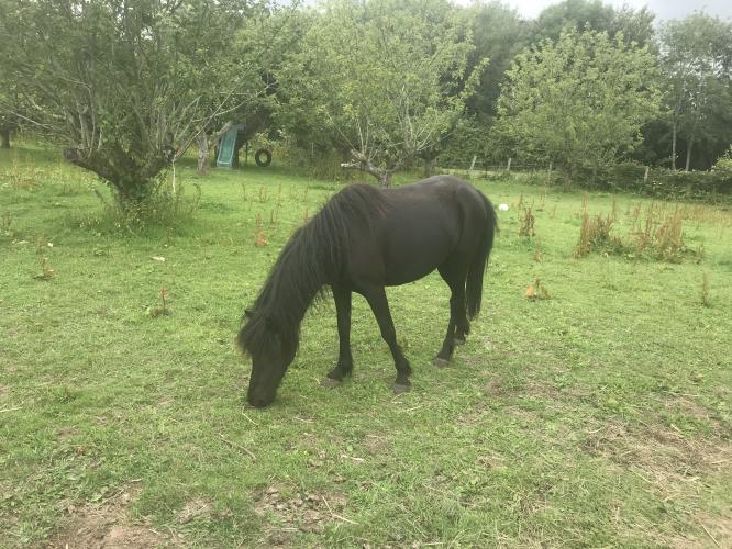Dartmoor pony For Sale in Wadborough, Worcs Preloved